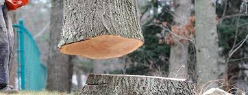 Best Arborist Consultation Services  in Garden Ridge, TX