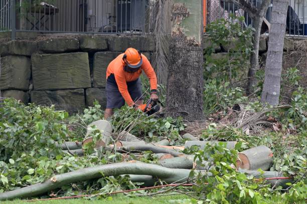 Best Root Management and Removal  in Garden Ridge, TX